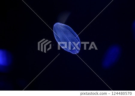 The fantastical figure of a jellyfish floating in blue light The fantastical figure of a jellyfish floating in blue light 124480570
