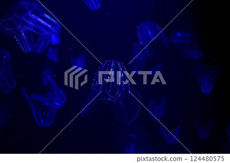 藍光中漂浮的水母的奇幻身影 藍光中漂浮的水母的奇幻身影 124480575
