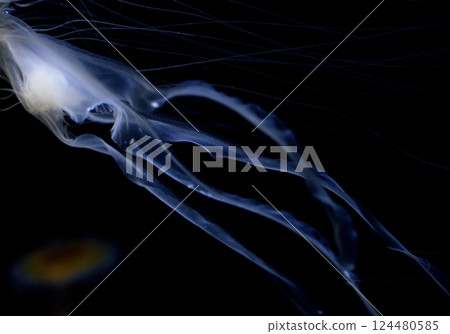 藍光中漂浮的水母的奇幻身影 藍光中漂浮的水母的奇幻身影 124480585