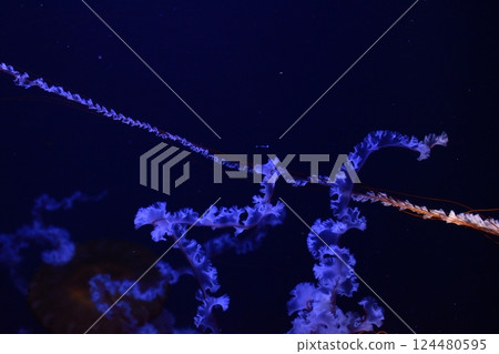 The fantastical figure of a jellyfish floating in blue light The fantastical figure of a jellyfish floating in blue light 124480595