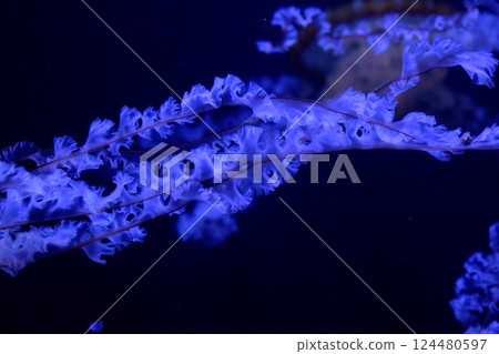 The fantastical figure of a jellyfish floating in blue light 124480597