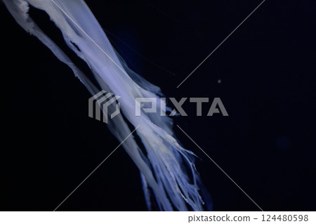 The fantastical figure of a jellyfish floating in blue light 124480598