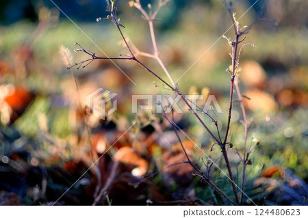 Winter grass and fallen leaves illuminated by morning light 124480623