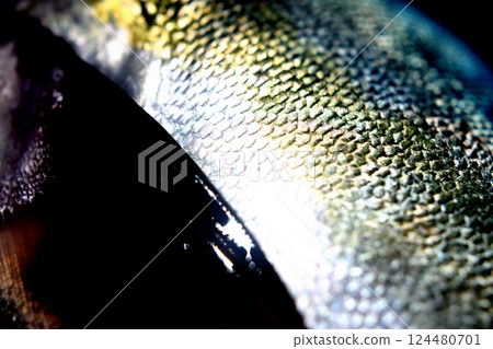 發光魚鱗的微距拍攝 發光魚鱗的微距拍攝 124480701