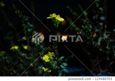 Yellow flowers and city lights floating in the night 124480703