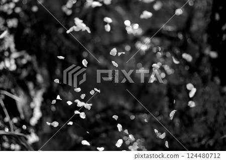 The life of a spider floating on a petal 124480712