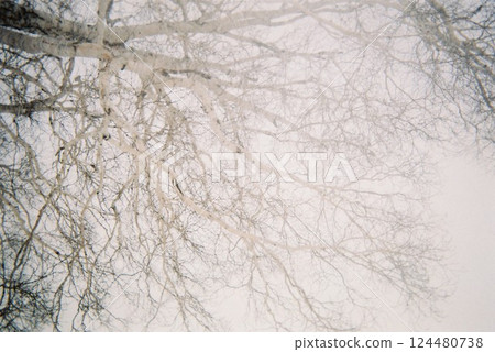 Silhouette of winter trees floating in the snow Silhouette of winter trees floating in the snow 124480738