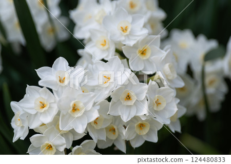 Narcissus Narcissus 124480833