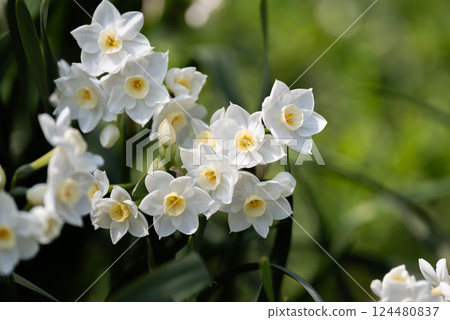 Narcissus Narcissus 124480837