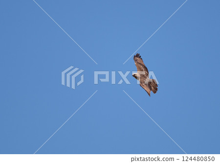 Buzzard flying in the sky Buzzard flying in the sky 124480850