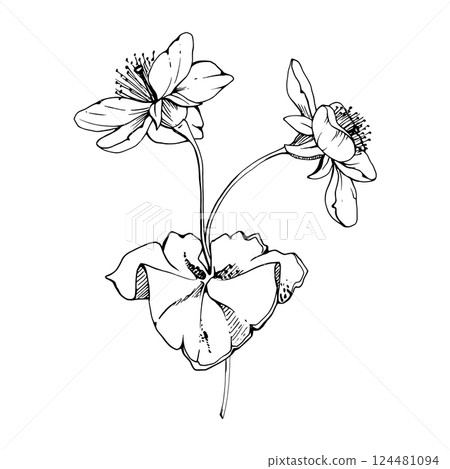Early spring cloudberry anemone flowers with leaves, white forest primrose ephemera, hand drawn vector ink. Single boutonniere buttonhole isolated illustration. Wedding, florist shop, scrapbooking Early spring cloudberry anemone flowers with leaves, white forest primrose ephemera, hand drawn vector ink. Single boutonniere buttonhole isolated illustration. Wedding, florist shop, scrapbooking 124481094