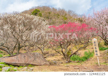 [Kanagawa Prefecture] Yugawara Plum Grove: Plum Festival 124481125