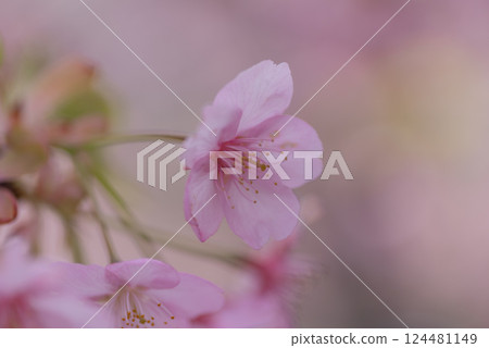 河津櫻花盛開 124481149