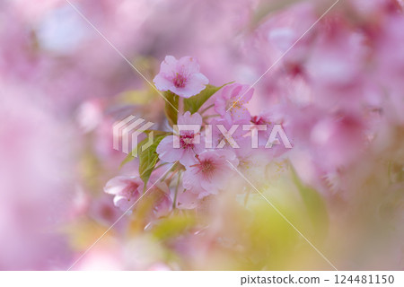 河津櫻花盛開 124481150