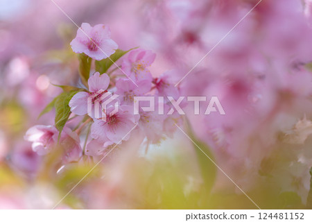 河津櫻花盛開 124481152