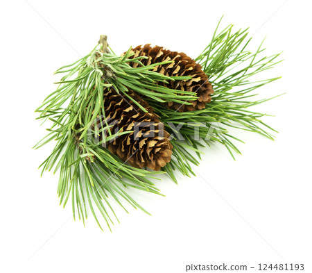 A holiday arrangement of fir branches and cones, isolated on a white background with shadow, perfect for festive decorations. 124481193