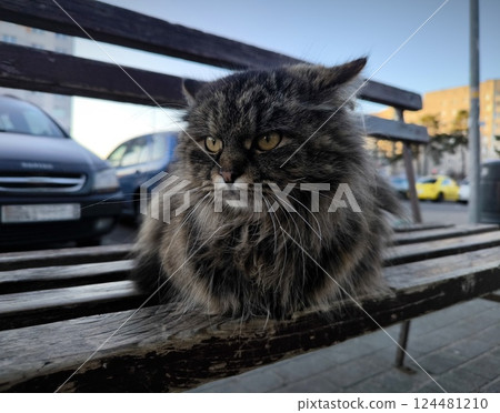beautiful gray cat with fluffy fur is thrown by the owners onto the street. beautiful purebred cat is sitting on a wooden bench outside 124481210