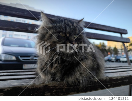 beautiful gray cat with fluffy fur is thrown by the owners onto the street. beautiful purebred cat is sitting on a wooden bench outside beautiful gray cat with fluffy fur is thrown by the owners onto the street. beautiful purebred cat is sitting on a wooden bench outside 124481211