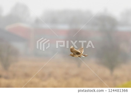 Eurasian skylark (Alauda arvensis) Fly agricultural landscape. Eurasian skylark (Alauda arvensis) Fly agricultural landscape. 124481366