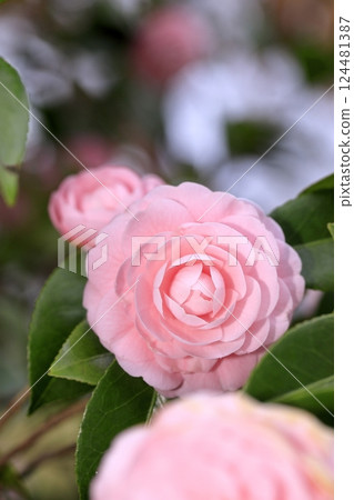 Double-flowered maiden camellia Double-flowered maiden camellia 124481387