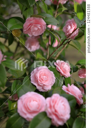 Double-flowered maiden camellia Double-flowered maiden camellia 124481388
