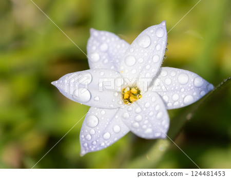 Hananira 花在雨中濕潤 Hananira 花在雨中濕潤 124481453