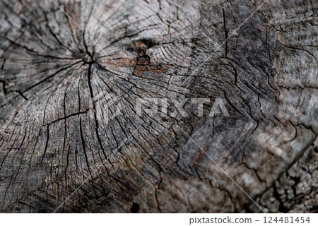 老樹年輪的背景 老樹年輪的背景 124481454