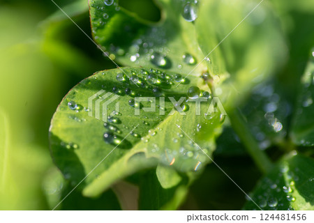 Wet leaves 124481456