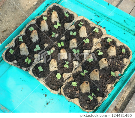 Egg boxes with radish seedlings. 124481490