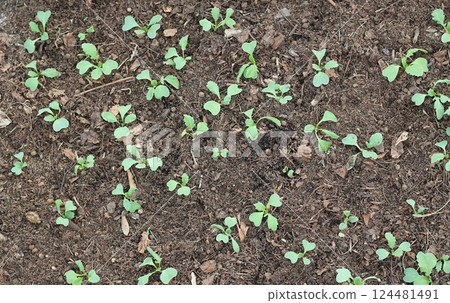Radish cultivated in organic dirt. 124481491
