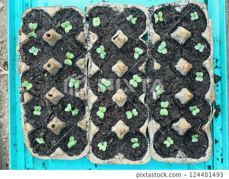 Egg boxes with radish seedlings 124481493