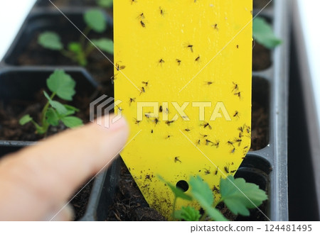 Darkwinged fungus gnats stuck on yellow sticks, lat. Sciaridae, Bradysia paupera. 124481495