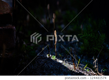 馬尾彈簧 124481574