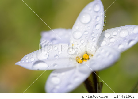 Hananira flowers wet in the rain Hananira flowers wet in the rain 124481602