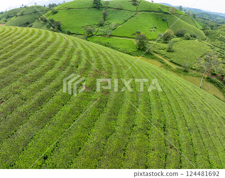 High angle view Rows of growing tea plantation at Long Coc mountains, Phu Tho province,Texture of Green tea leaf in northern Vietnam High angle view Rows of growing tea plantation at Long Coc mountains, Phu Tho province,Texture of Green tea leaf in northern Vietnam 124481692
