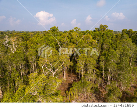 White samet or cajuput trees in wetlands forest at koh prathong island,Phang nga Thailand,Greenery botanic forest,Drone wide angle lens 124481699