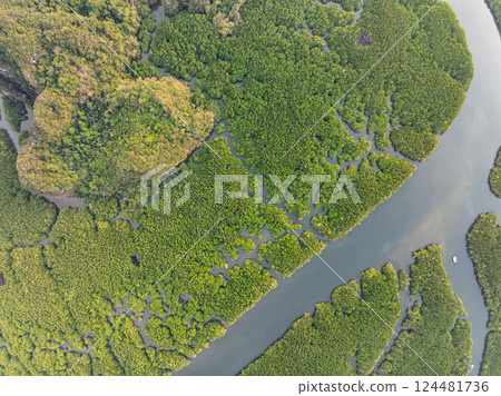 Amazing abundant mangrove forest,Aerial view of forest trees Rainforest ecosystem and healthy environment background,Texture of green trees forest top down,High angle view 124481736