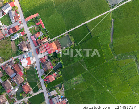 Aerial top view of Green rice field at northern vietnam,Beautiful destination in Northern Vietnam,Travel and landscape concept, Nature and rice fields background 124481737