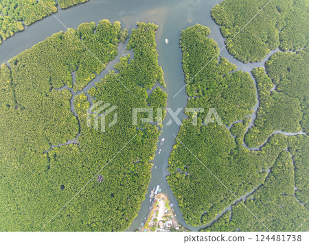 Amazing abundant mangrove forest,Aerial view of forest trees Rainforest ecosystem and healthy environment background,Texture of green trees forest top down,High angle view 124481738