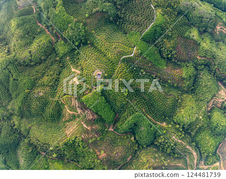 Row of palm tree plantation garden on high mountains in phang nga thailand,Aerial view drone high angle view with a wide angle lens palm trees plantation 124481739