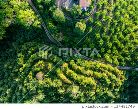 Row of palm tree plantation garden on high mountains in phang nga thailand,Aerial view drone high angle view with a wide angle lens palm trees plantation Row of palm tree plantation garden on high mountains in phang nga thailand,Aerial view drone high angle view with a wide angle lens palm trees plantation 124481749