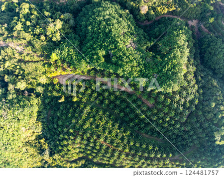 Row of palm tree plantation garden on high mountains in phang nga thailand,Aerial view drone high angle view with a wide angle lens palm trees plantation 124481757