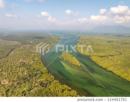 Amazing abundant mangrove forest,Aerial view of forest trees Rainforest ecosystem and healthy environment background,Texture of green trees forest top down,High angle view Amazing abundant mangrove forest,Aerial view of forest trees Rainforest ecosystem and healthy environment background,Texture of green trees forest top down,High angle view 124481781