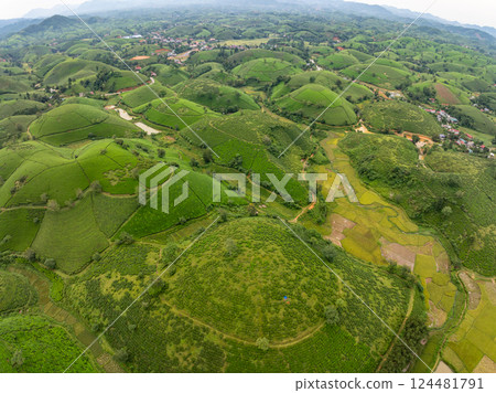 High angle view Rows of growing tea plantation at Long Coc mountains, Phu Tho province,Texture of Green tea leaf in northern Vietnam 124481791