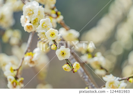 白梅花(微距) 白梅花(微距) 124481983