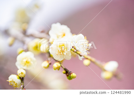白梅花(微距) 白梅花(微距) 124481990