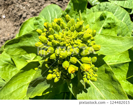 北方的春天:高麗菜花盛開的時候 北方的春天:高麗菜花盛開的時候 124482015