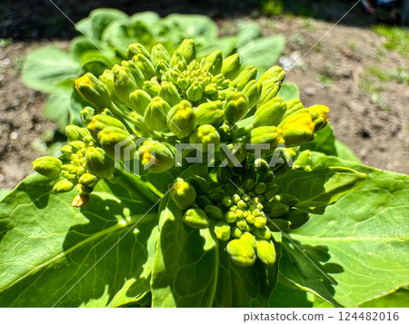 Spring in the North: When Chinese cabbage flowers bloom Spring in the North: When Chinese cabbage flowers bloom 124482016