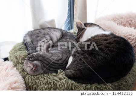 Two cats sleeping by the window 124482133