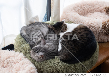 Two cats sleeping by the window Two cats sleeping by the window 124482135
